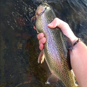 Meet your Posher, Evan